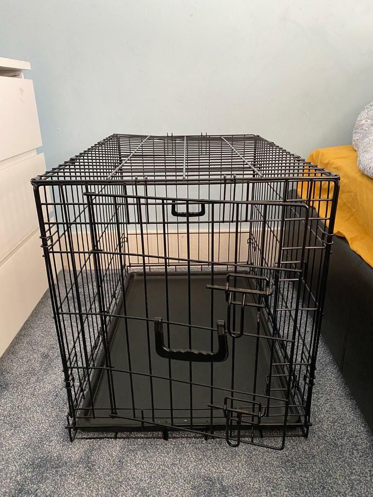 best probiotic for dogs with allergies